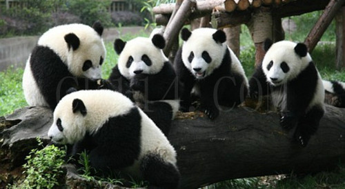 成都九寨熊猫乐园六日游